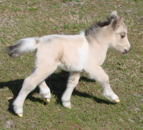 Miniature Horse Care - Minature Horse Foals