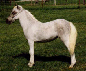 miniature horses page 12